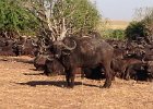 Humungous amount of Buffalo all at one time.